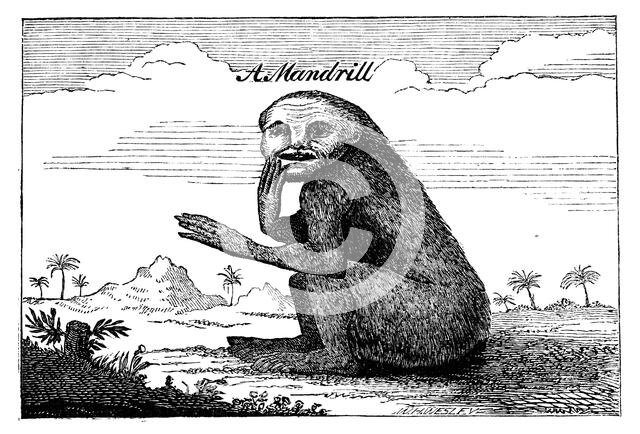 A Mandrill, 1744, (1863). Creator: Unknown.