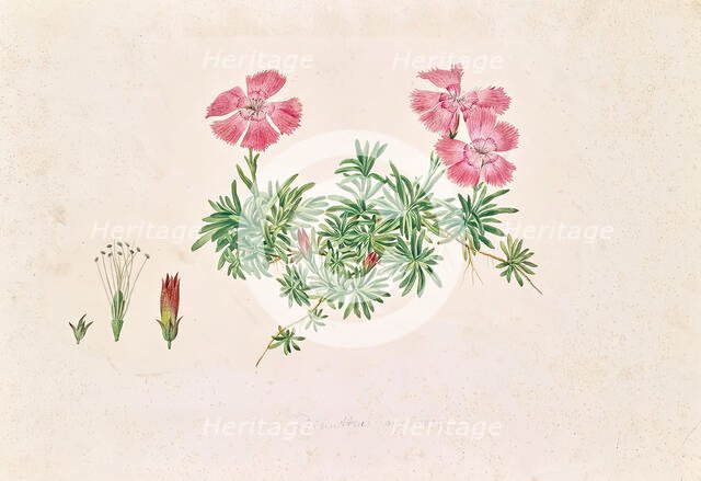 Alpine carnation (Dianthus alpinus), undated. (c1850s) Creator: Leopold von Stoll.