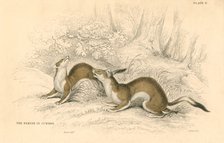 Stoat (Mustela erminea), member of the weasel family, 1828. Artist: Unknown