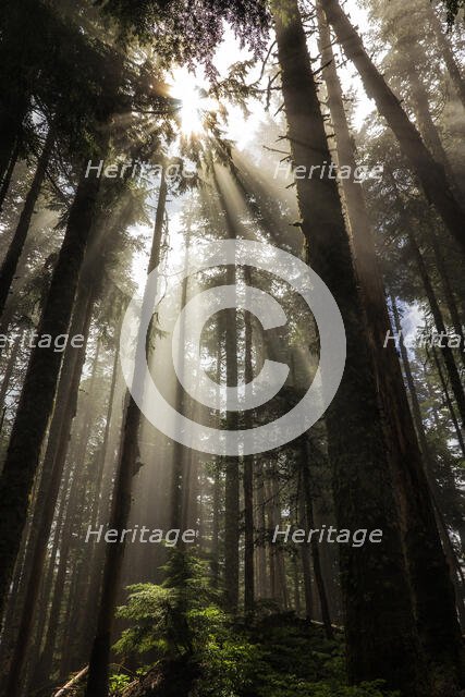 Larch Mountain Forest. Creator: Joshua Johnston.