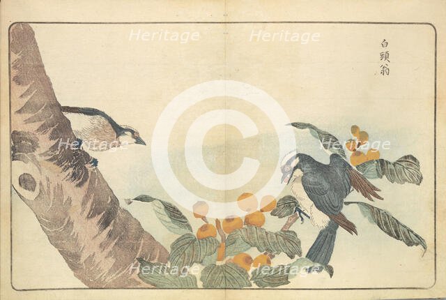 Illustration from "Pictures of Imported Birds", 1790. Creator: Kitao, Masayoshi (1764-1824).