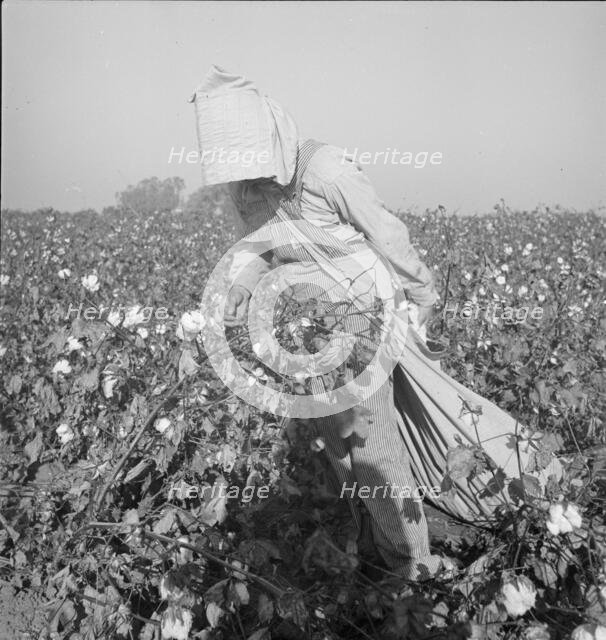 Cotton picker, Southern San Joaquin Valley, California, 1936. Creator: Dorothea Lange.