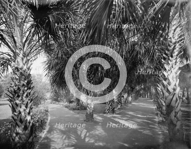 Palm Walk at Tampa Bay Hotel, Florida, c1902. Creator: William H. Jackson.
