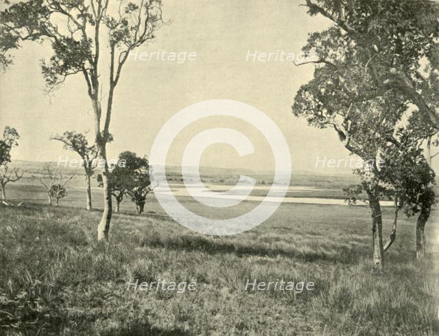 'Black Swan Lagoon, near Warwick, Queensland', 1901. Creator: Unknown.
