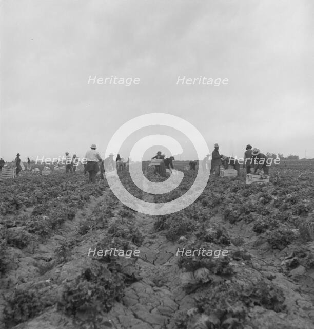 Filipinos cutting lettuce, near Westmorland, California, 1939. Creator: Dorothea Lange.