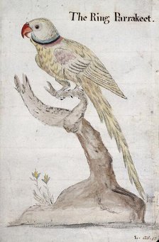 A ring-necked parakeet, 1757. Creator: John Coakley Lettsom.