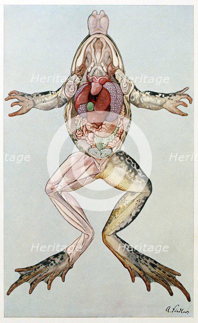 Anatomical Cross Section of a femal frog, from Brehms Tierleben, pub. 1860's.  Creator: German School (19th Century).