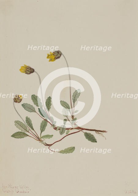 Yellow Dryad (Dryas drummondii), 1904. Creator: Mary Vaux Walcott.