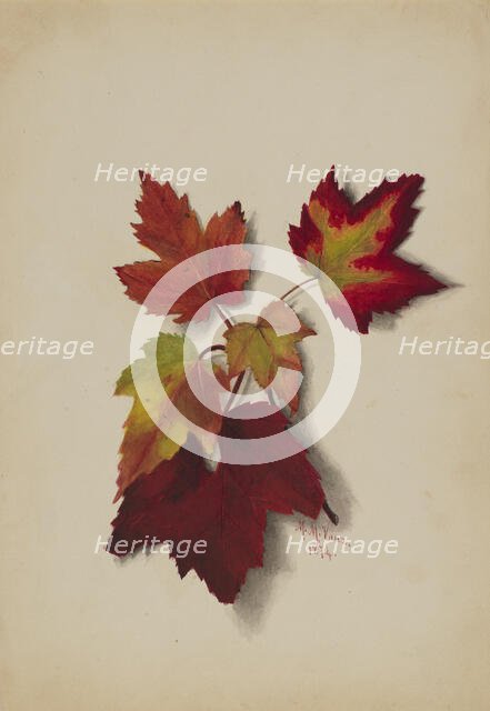 Untitled (Autumn Leaves), 1874. Creator: Mary Vaux Walcott.