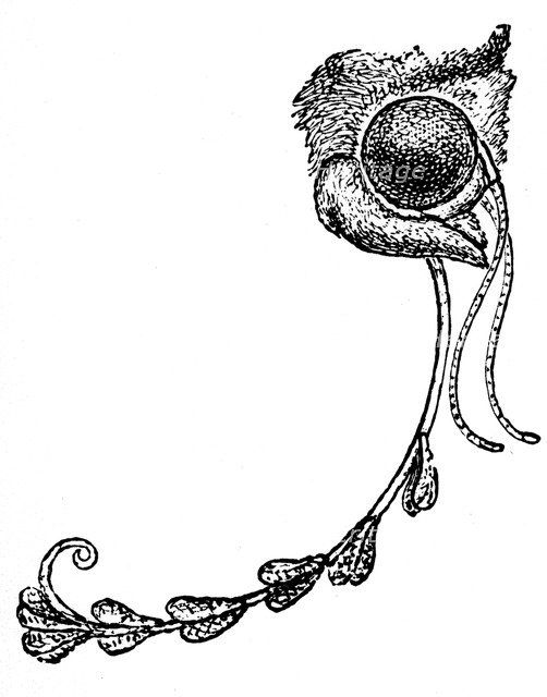 The moth Acontia luctuosa and orchid pollen, 1862. Artist: Unknown