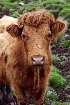Cattle, Skye, Highland, Scotland.