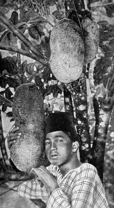 Malay gathering jackfruit, 1922. Artist: Unknown
