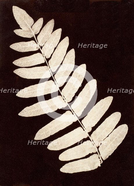 Botanical Specimen: Fern, 1855-60. Creator: Unknown.