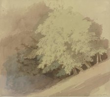 Trees on a slope near Braunfels, 1855. Creator: Carl Theodor Reiffenstein.