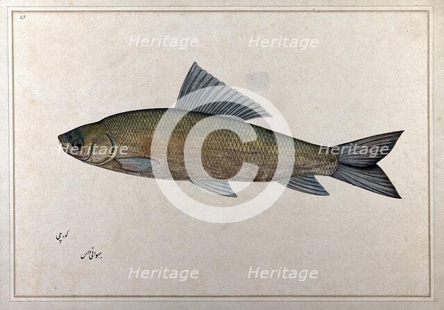 Fish, 1777-1783. Creator: Bhawani Das.