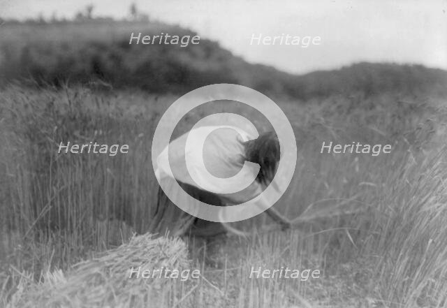 The Apache Reaper [gathering wheat], c1906. Creator: Edward Sheriff Curtis.