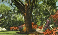 'Scene in Magnolia Gardens, near Charleston, S.C.', 1942. Creator: Unknown.