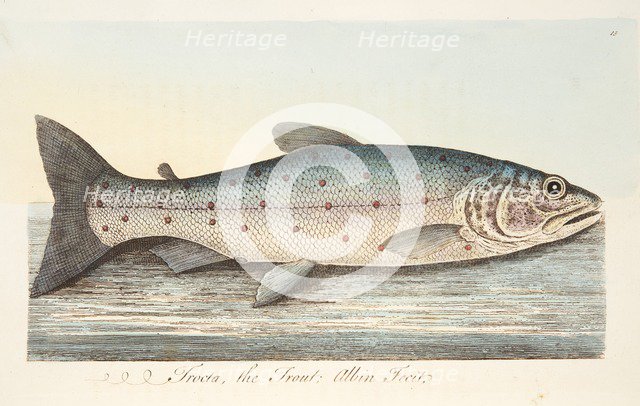 The Trout, from A Treatise on Fish and Fish-ponds, pub. 1832 (hand coloured engraving)