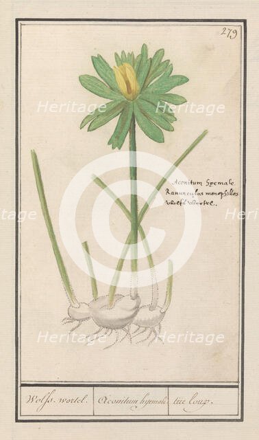 Winter aconite (Eranthis hyemalis), 1596-1610. Creators: Anselmus de Boodt, Elias Verhulst.