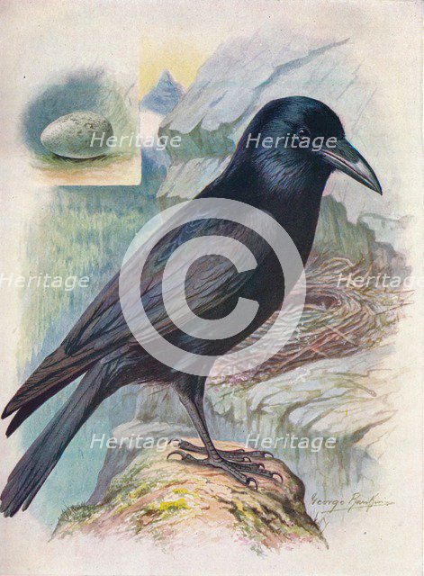 'Raven - Cor'vus cor'ax', c1910, (1910). Artist: George James Rankin.