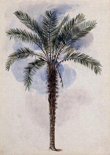 Murumuru palm tree (Astrocaryum murumuru Mart) in Guyana, 1846. Creator: Edward Alfred Goodall.