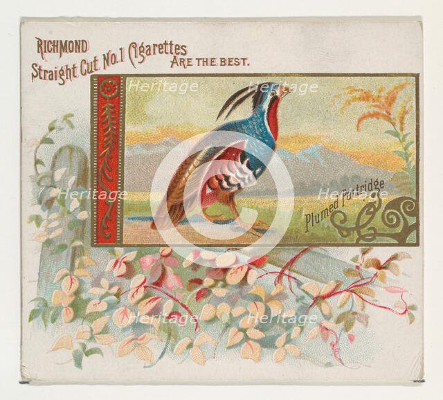 Plumed Partridge, from the Game Birds series (N40) for Allen & Ginter Cigarettes, 1888-90. Creator: Allen & Ginter.