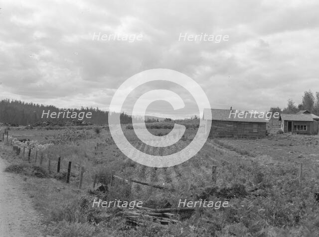 Stump farm seen from the road, Michigan Hill, Thurston County, 1939. Creator: Dorothea Lange.
