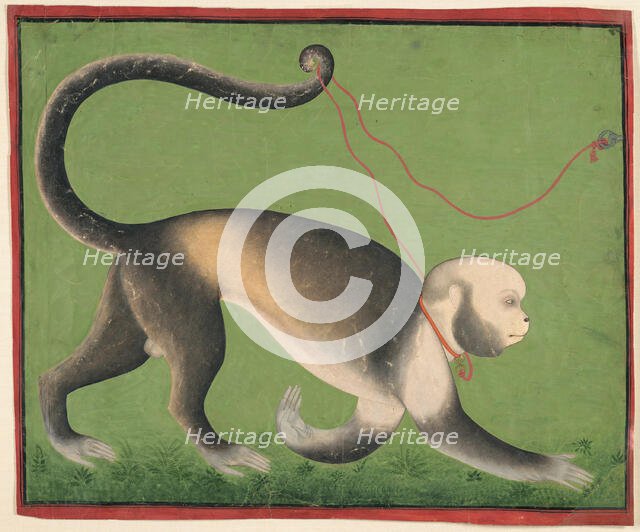 A Monumental Portrait of a Monkey, c. 1705-1710. Creator: Unknown.