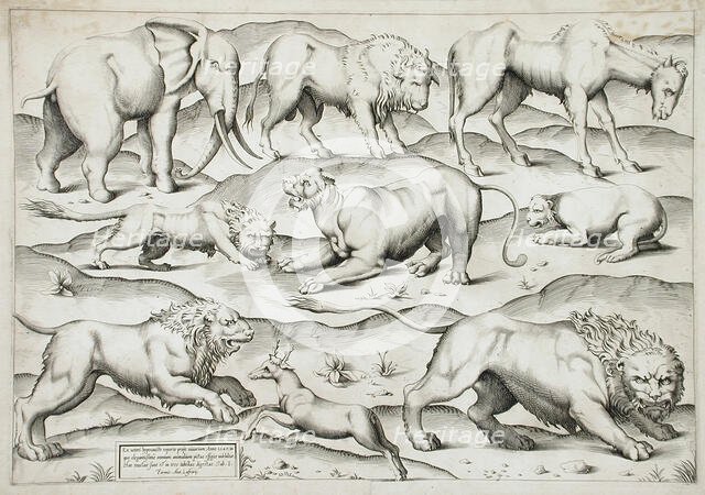 Sheet of Animals, 1547. Creators: Antonio Lafreri, Enea Vico.