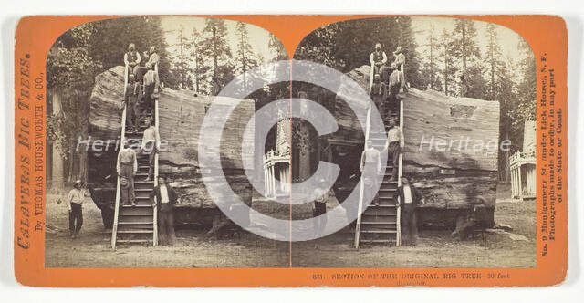 Section of the Original Big Tree - 30 feet diameter, 1868/70. Creator: Lawrence & Houseworth.