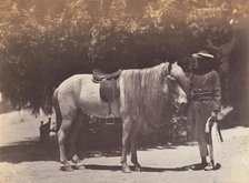 Lord Canning's Hill Pony, 1858-61. Creator: Unknown.