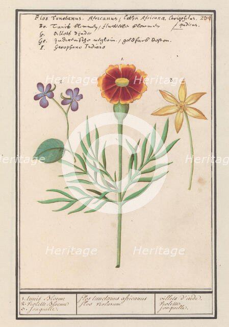 Tagetes (Tagetes), pansy (viola) and daffodil (Narcissus), 1596-1610. Creators: Anselmus de Boodt, Elias Verhulst.