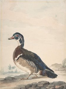 A Duck, 1725-92. Creator: Aert Schouman.