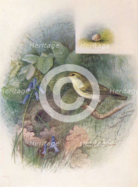 'Wood-Wren - Phyllos'copus sibila'trix', c1910, (1910). Artist: George James Rankin.