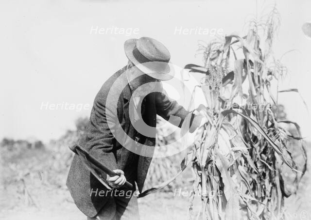 Gaynor in the cornfields, St. James, L.I., 1910. Creator: Bain News Service.