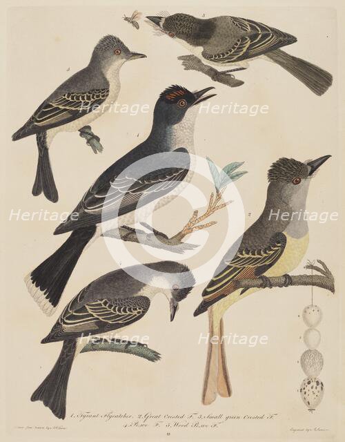 Five Birds with Their Eggs and an Insect, published 1808/1814. Creator: Alexander Lawson.