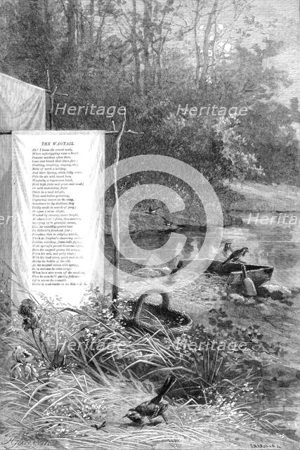 Wagtails, a loquacious band, hold high jinks mid grass and sand, 1880. Creator: F Meaulle.