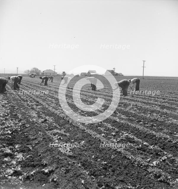 Gang of Filipino boys thinning lettuce, Salinas Valley, California, 1939. Creator: Dorothea Lange.