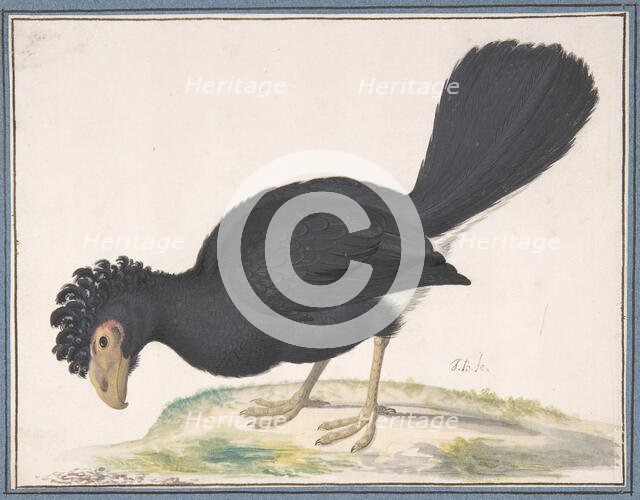 A Black Curassow, n.d.. Creator: Johannes Bronckhorst.