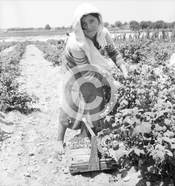 Migrants from Delaware picking berries in southern New Jersey, 1936 Creator: Dorothea Lange.