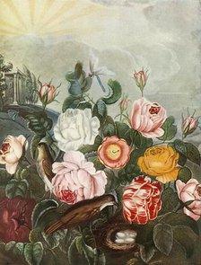 'Roses', c1805, (1948). Creator: Richard Earlom.