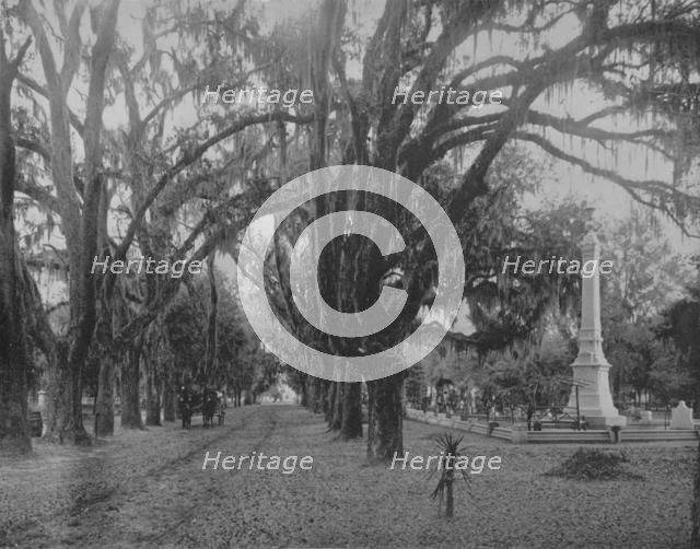 'Hanging Moss on Live-Oak, Savannah, Georgia', c1897.  Creator: Unknown.