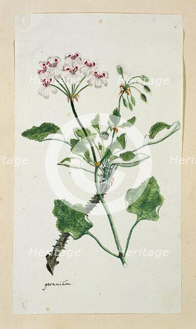 Pelargonium echinatum W. Curtis (Prickly-stemmed pelargonium), 1777-1786. Creator: Robert Jacob Gordon.