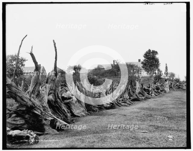 A New England stump fence, between 1890 and 1901. Creator: Unknown.