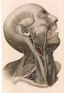 Muscles and circulation of the head and neck, 1822-26. Creator: William Home Lizars.