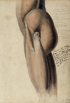 Anatomical drawing of the left side of the torso and upper leg, 30 June, 1805. Creator: Benjamin Robert Haydon.