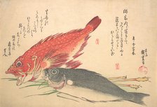Isaki and Kasago Fish, from the series Uozukushi (Every Variety of Fish), 1830s., 1830s. Creator: Ando Hiroshige.