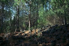 Trees growing on a lava flow on the slope of Vesuvius. Artist: Unknown