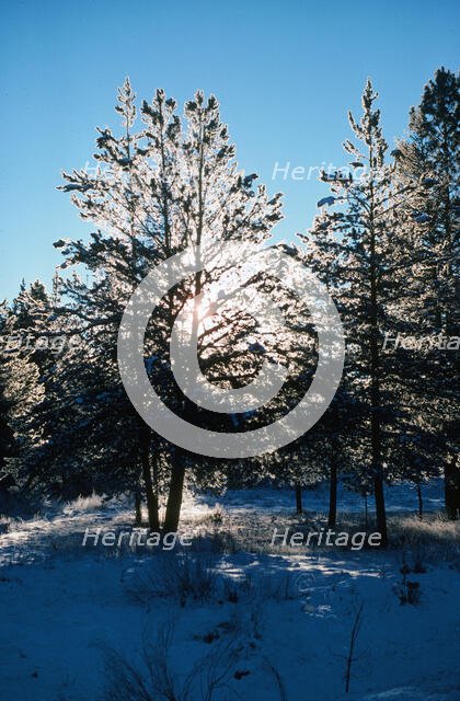 Snowshine. Creator: Robert Manno.