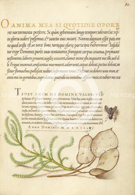 House Fly, Lavender Cotton, and Money Plant, 1561-1562; illumination added 1591-1596. Creator: Joris Hoefnagel.